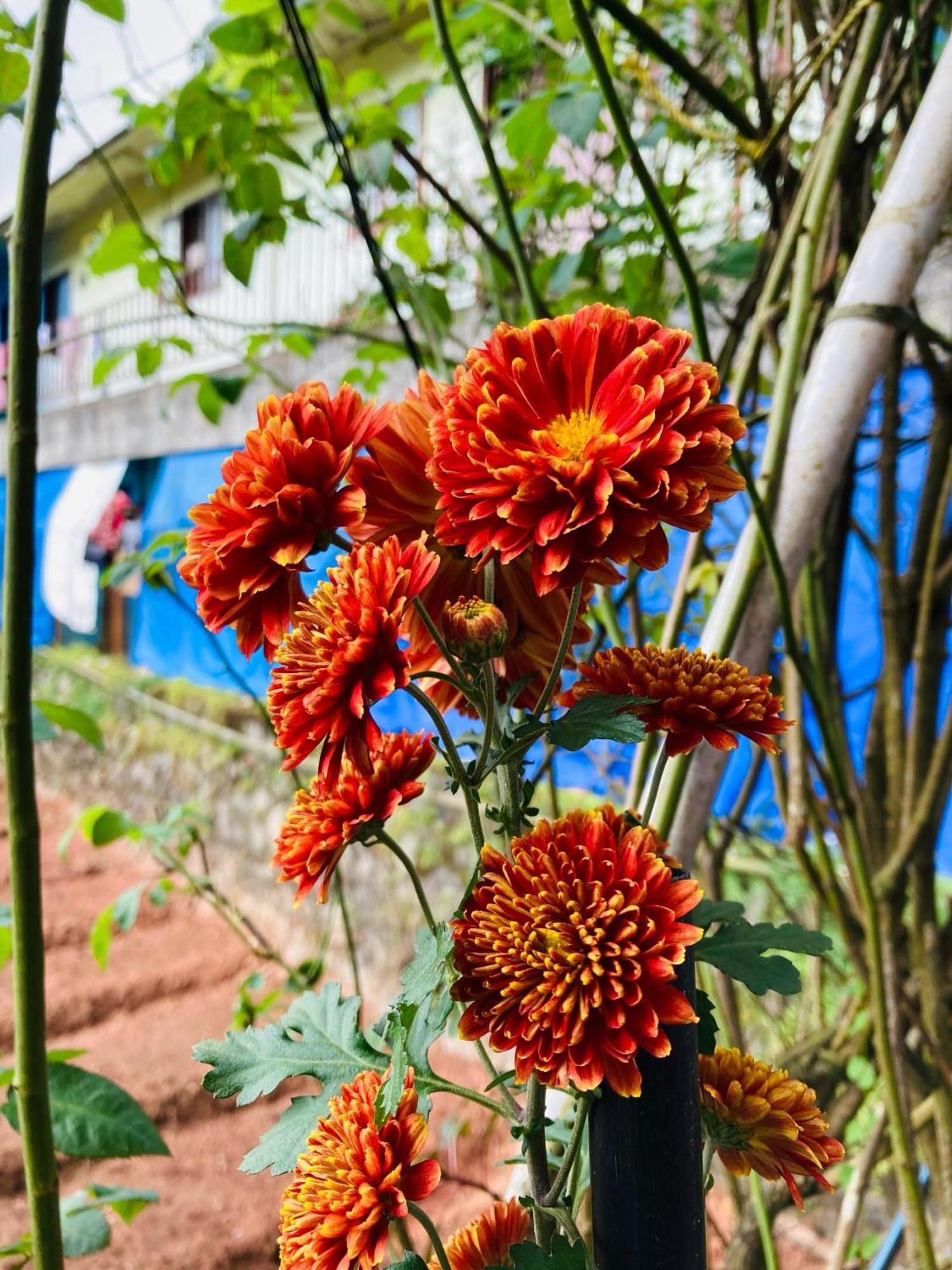 Carmel Home Stay Munnar Extérieur photo